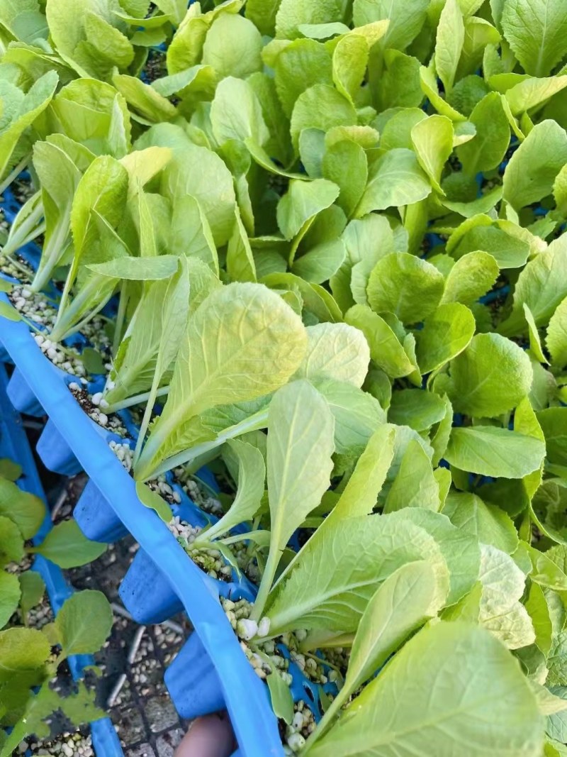 白菜苗黄心大白菜苗耐热白菜苗耐寒白菜苗吉锦白菜种苗