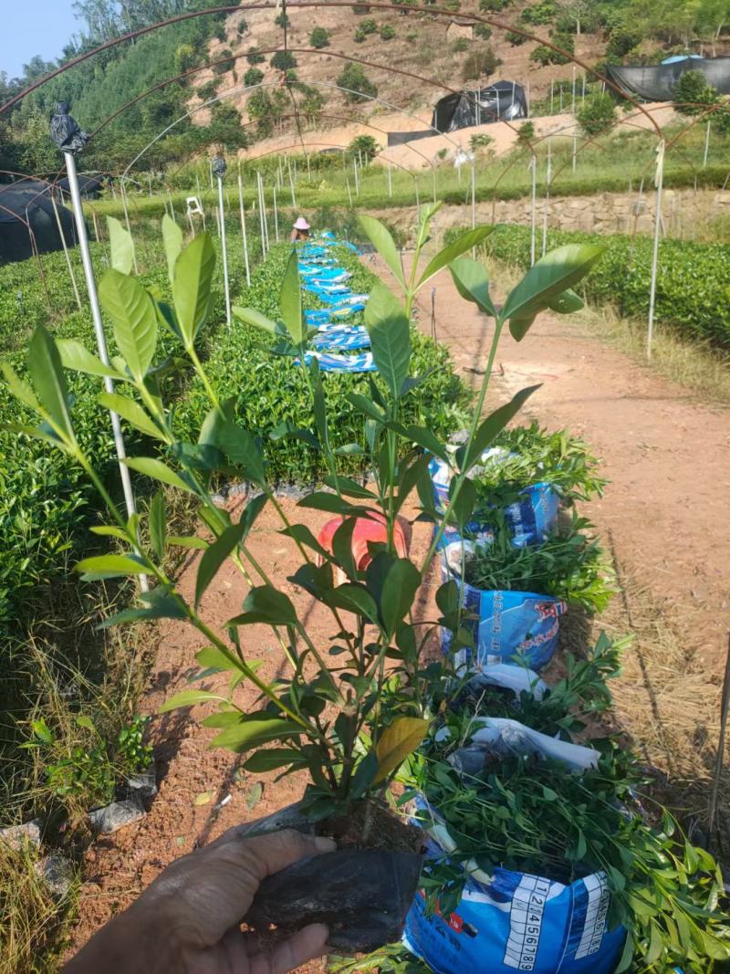 福建省漳州市供应绿庭院设计，桅子花，家里公司栽种必备