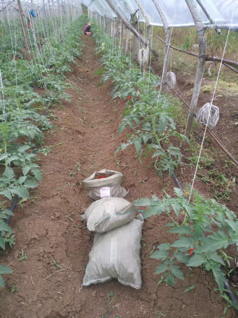 吊秧绳大棚蔬菜吊绳黄瓜吊绳西红柿吊绳辣椒吊绳番茄轮胎吊线