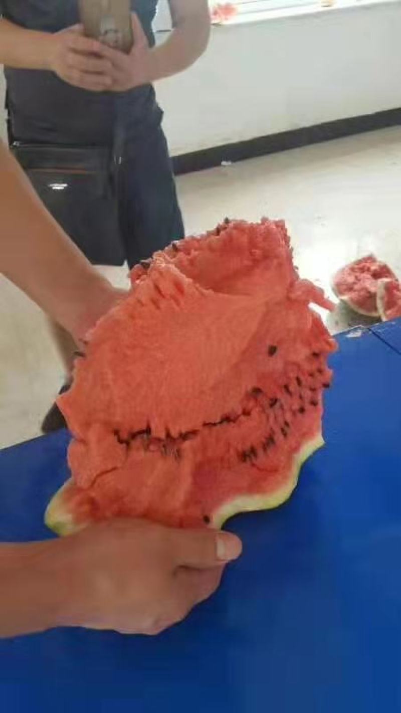 西瓜种子8424西瓜种子麒麟瓜种子小型礼品瓜早熟西瓜种子