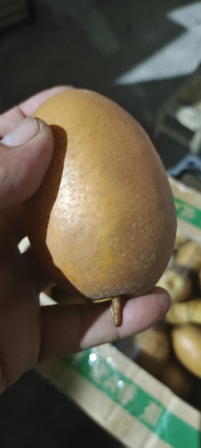 洛宁精品沙梨