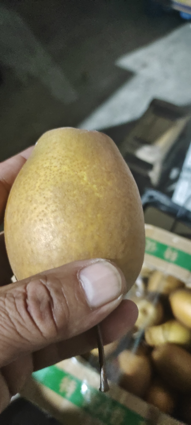 洛宁精品沙梨