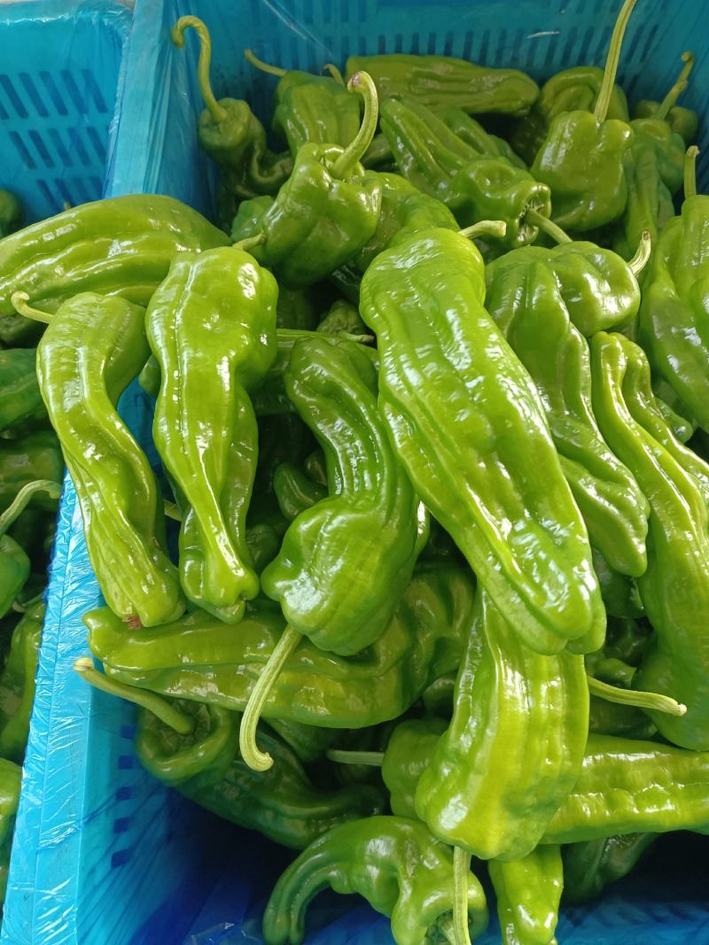 辣椒，薄皮辣椒，/301辣椒，皮亮现货现发，