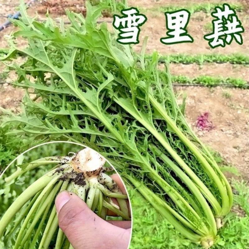 雪里红种子小叶雪菜咸菜种子大叶雪里蕻菜籽农家四季播蔬菜种