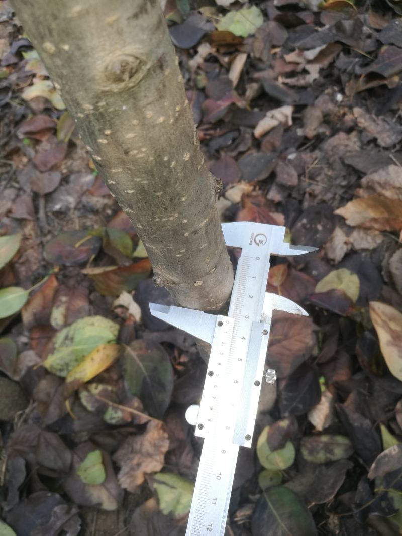 占地梨树，梨树苗