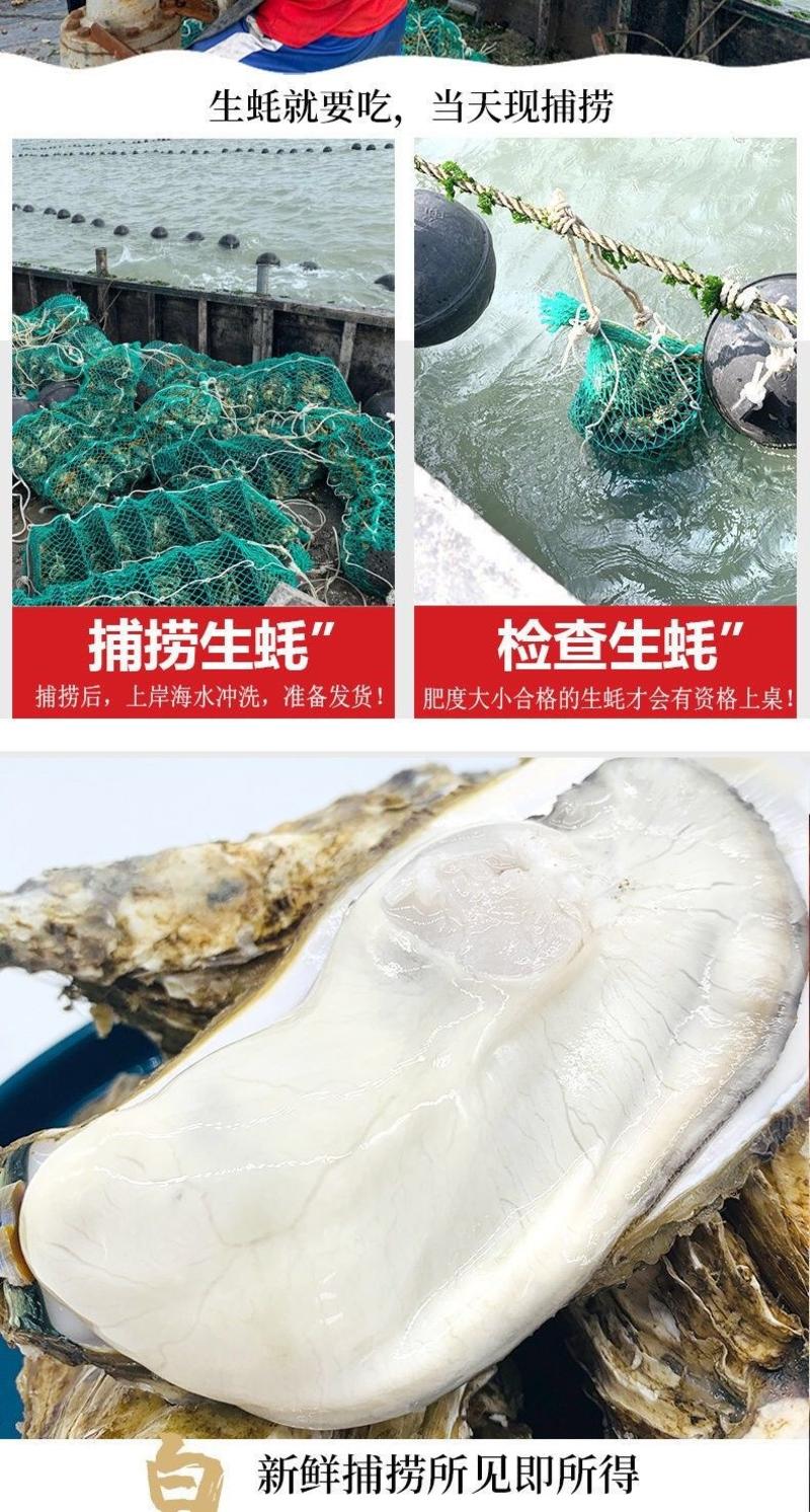 【顺丰包邮】生蚝鲜活新鲜活批发深海牡蛎现捕海蛎子贝类整箱
