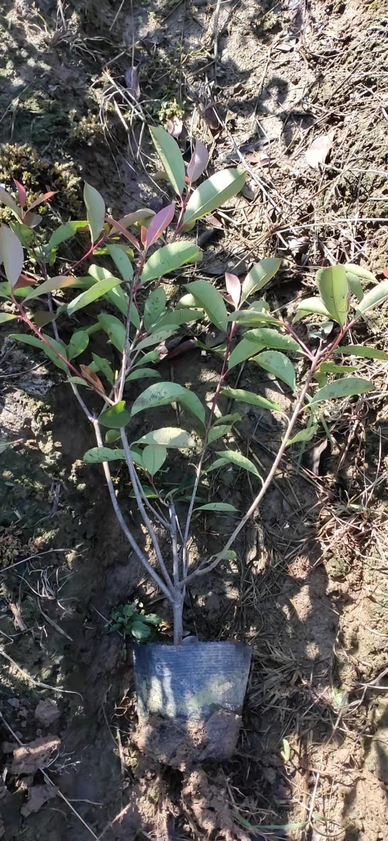 【优选】红叶石楠苗，基地直发一手货源，量大从优