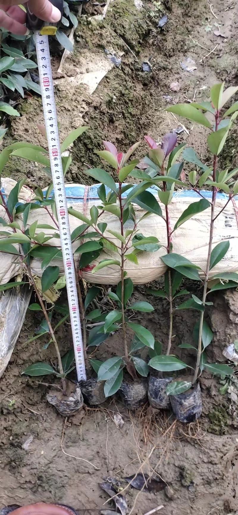 【优选】红叶石楠苗，基地直发一手货源，量大从优