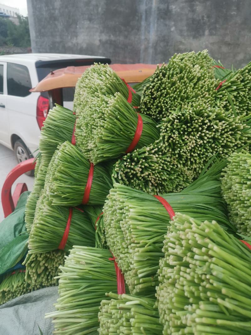 大叶韭菜三茬手工干净，电商市场，加工厂