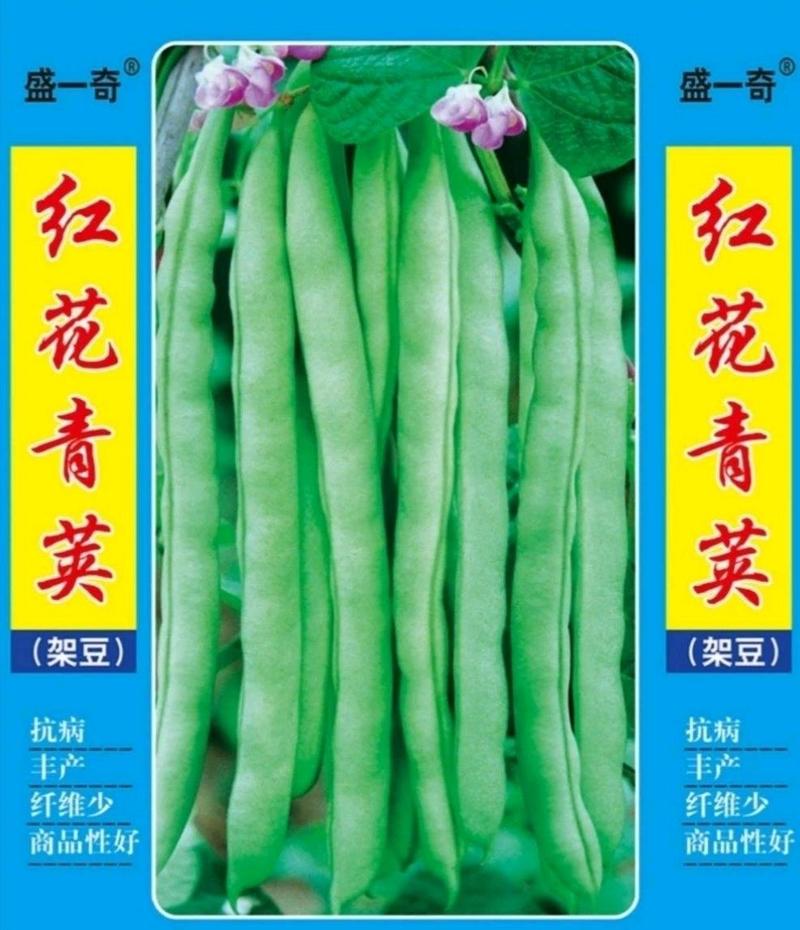 红花青荚四季豆种子架豆种子菜种子种籽蔬菜种子