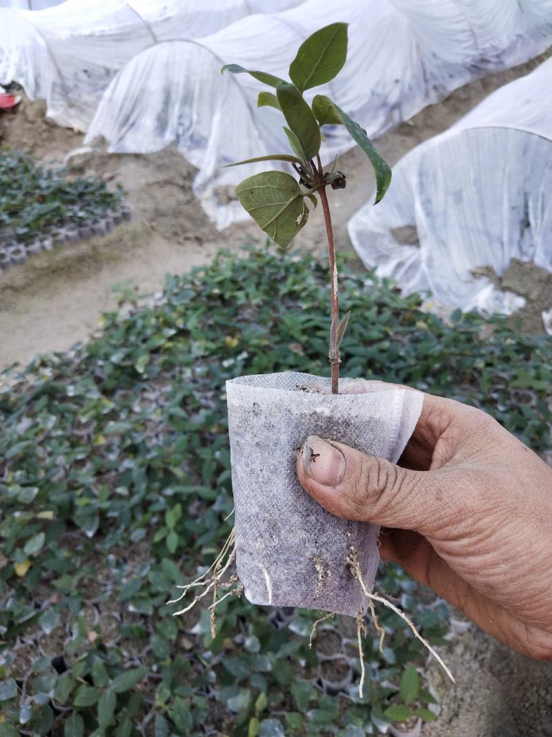 金银花湘蕾五号金银花扦插营养杯苗有需要的吗