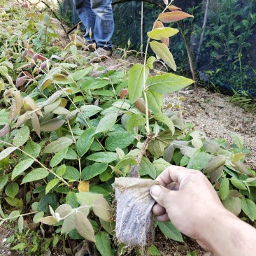 金银花湘蕾五号金银花扦插营养杯苗有需要的吗