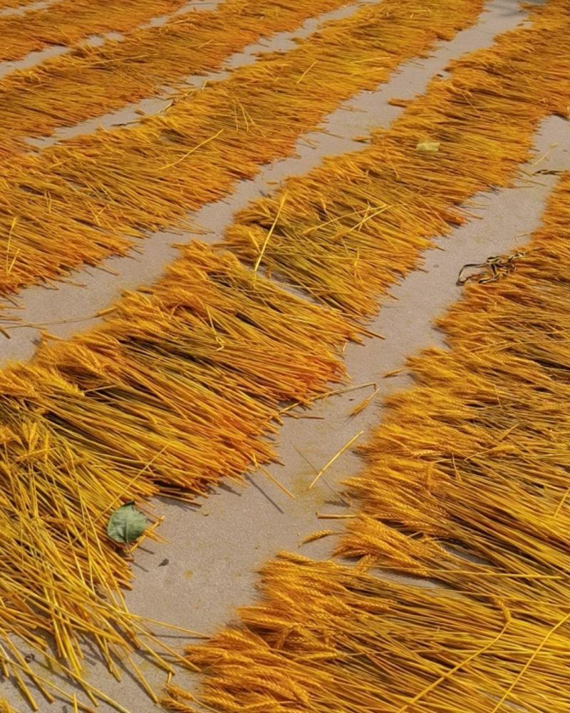 大麦大卖开业大吉大麦基地大麦花篮