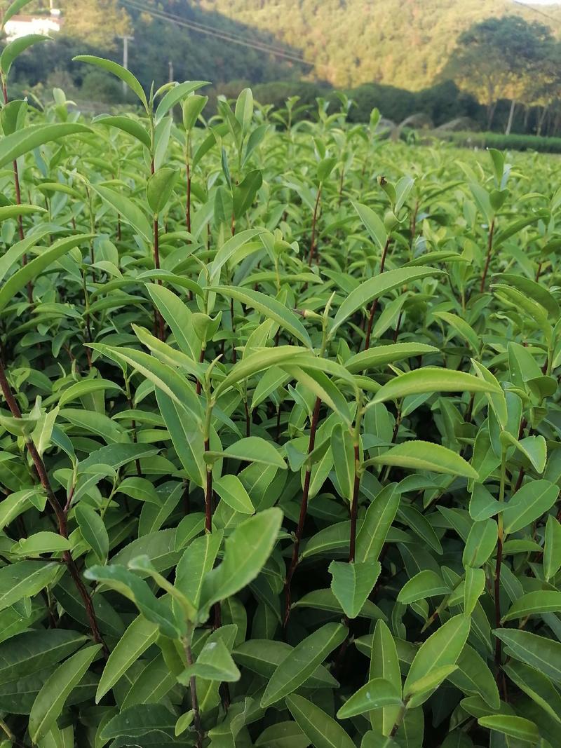 龙井43茶树苗历久弥新，型性系，当年生良种茶苗量大从优