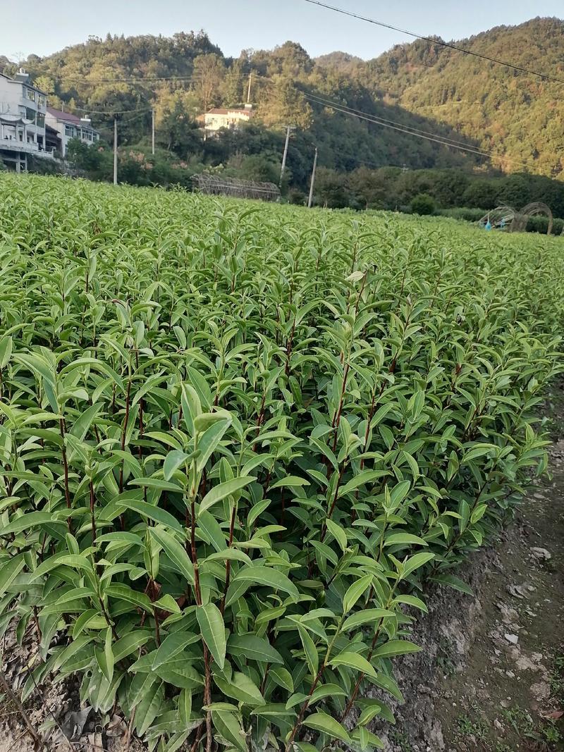 龙井43茶树苗历久弥新，型性系，当年生良种茶苗量大从优