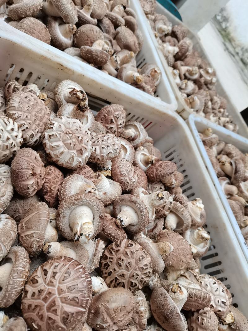 鲜香菇