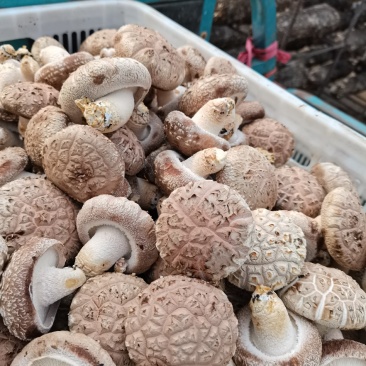 鲜香菇
