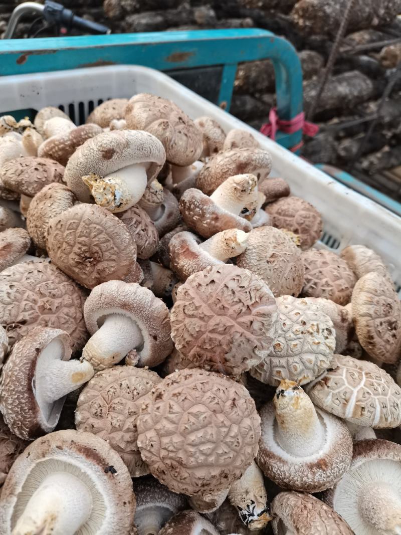 鲜香菇