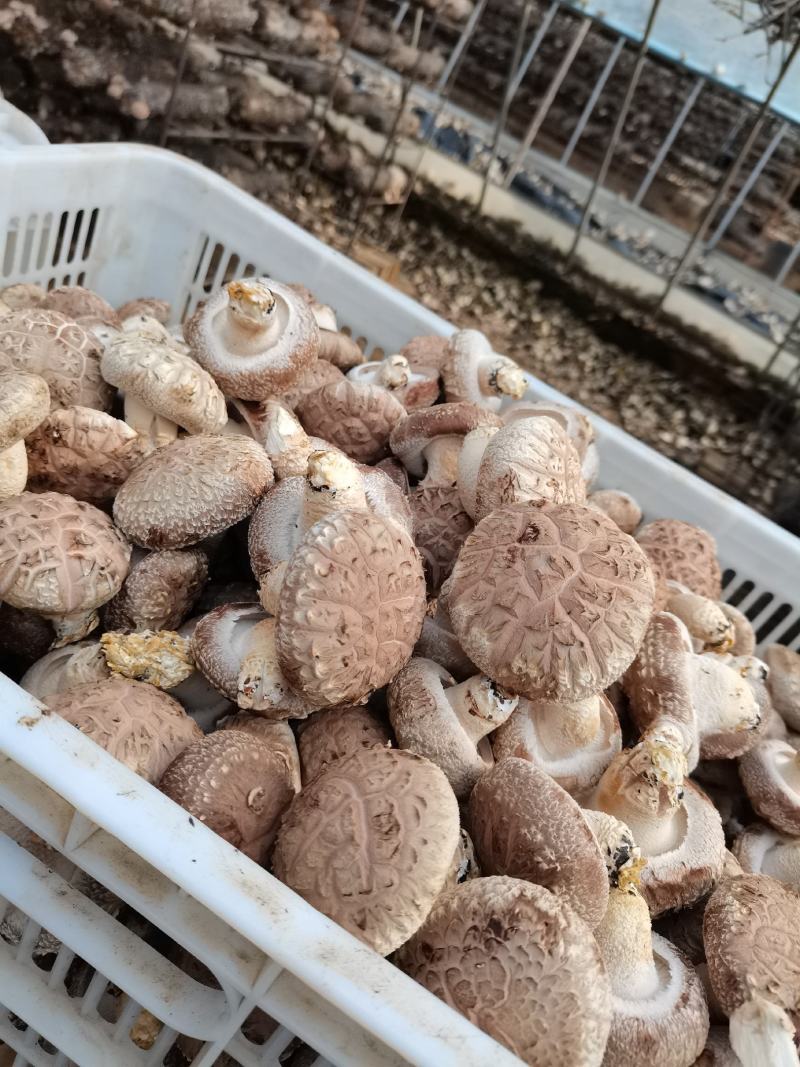 鲜香菇