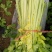 黄金芹菜