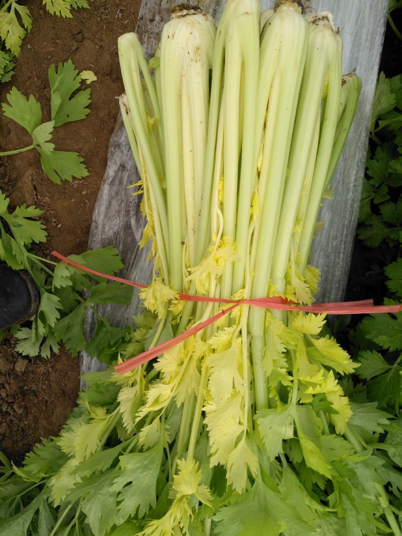黄金芹菜