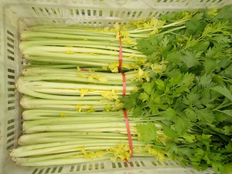 黄金芹菜