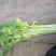 黄金芹菜