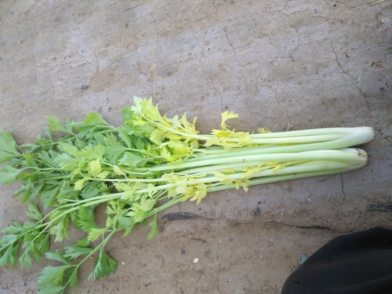 黄金芹菜