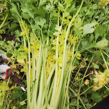 黄金芹菜
