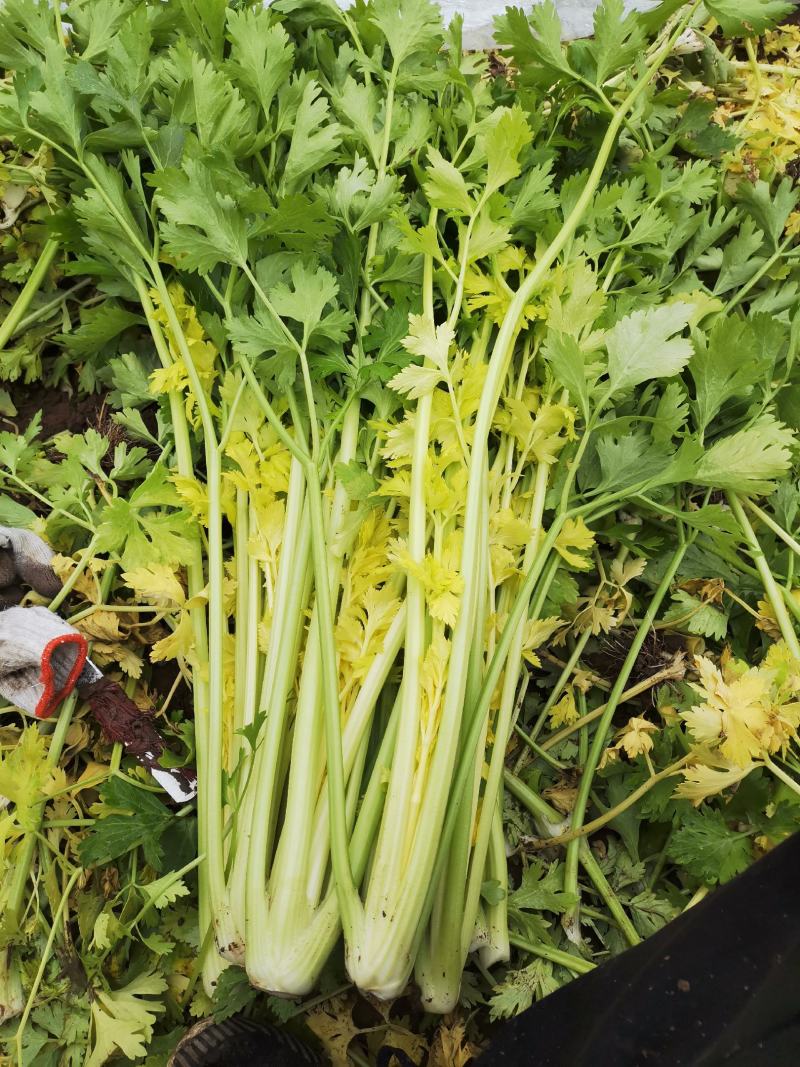 黄金芹菜