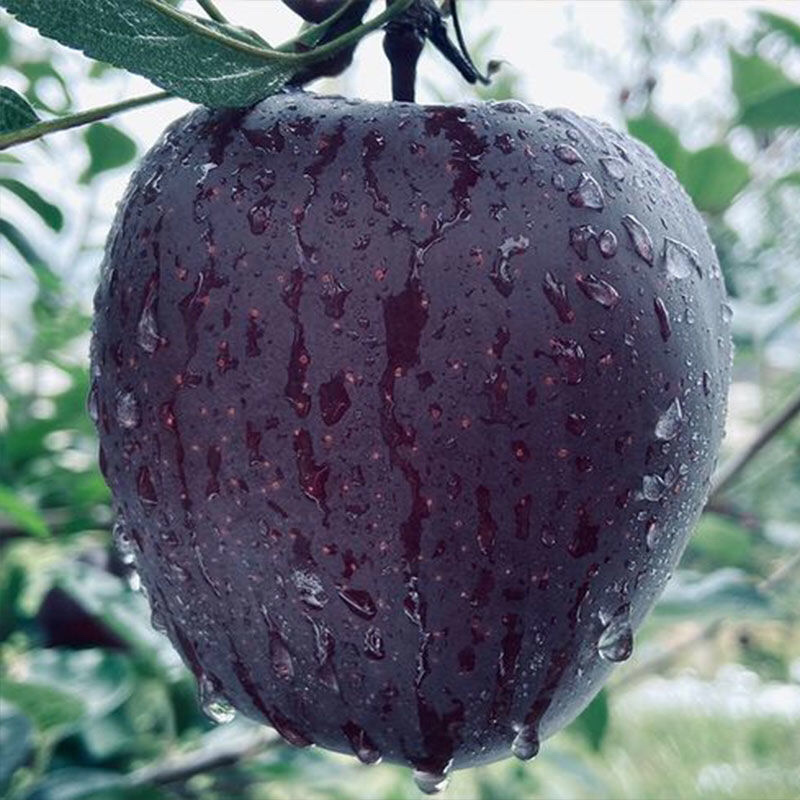 正宗黑苹果应季水果冰糖心整箱批发黑卡