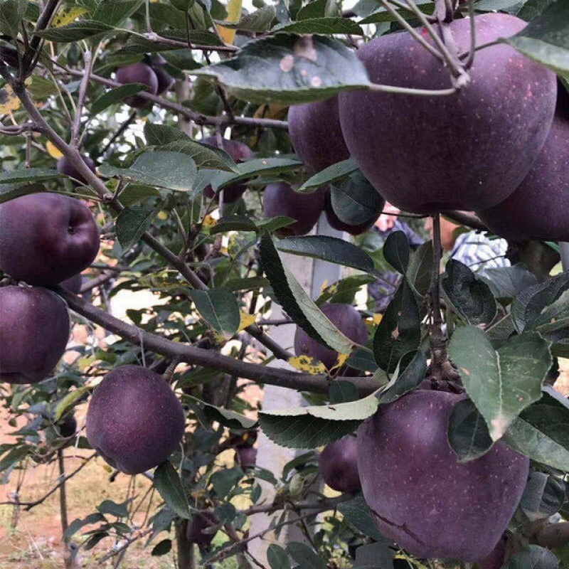 正宗黑苹果应季水果冰糖心整箱批发黑卡