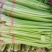 香芹