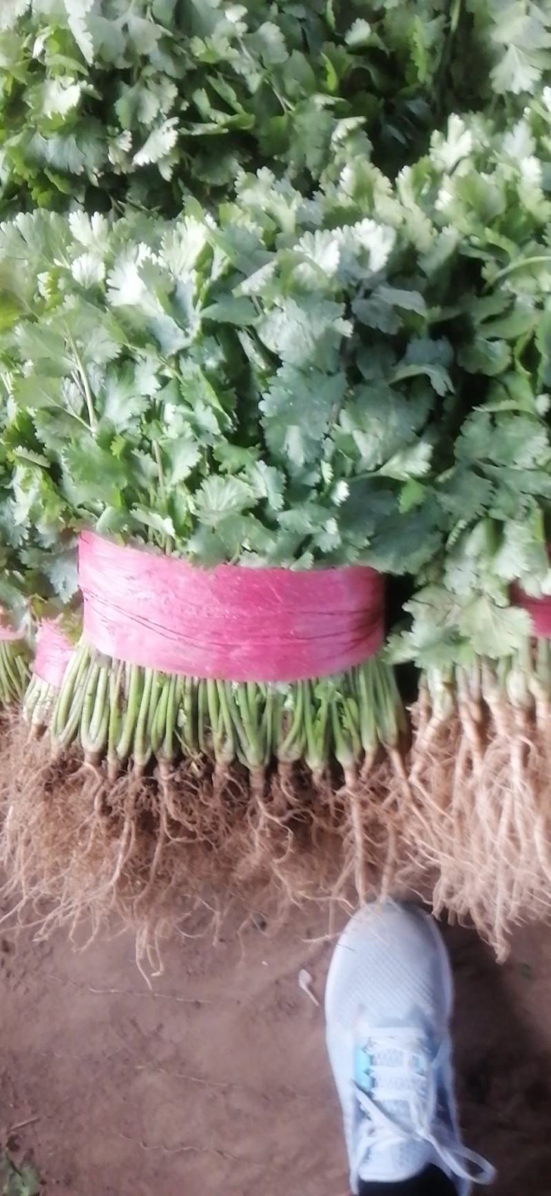香菜