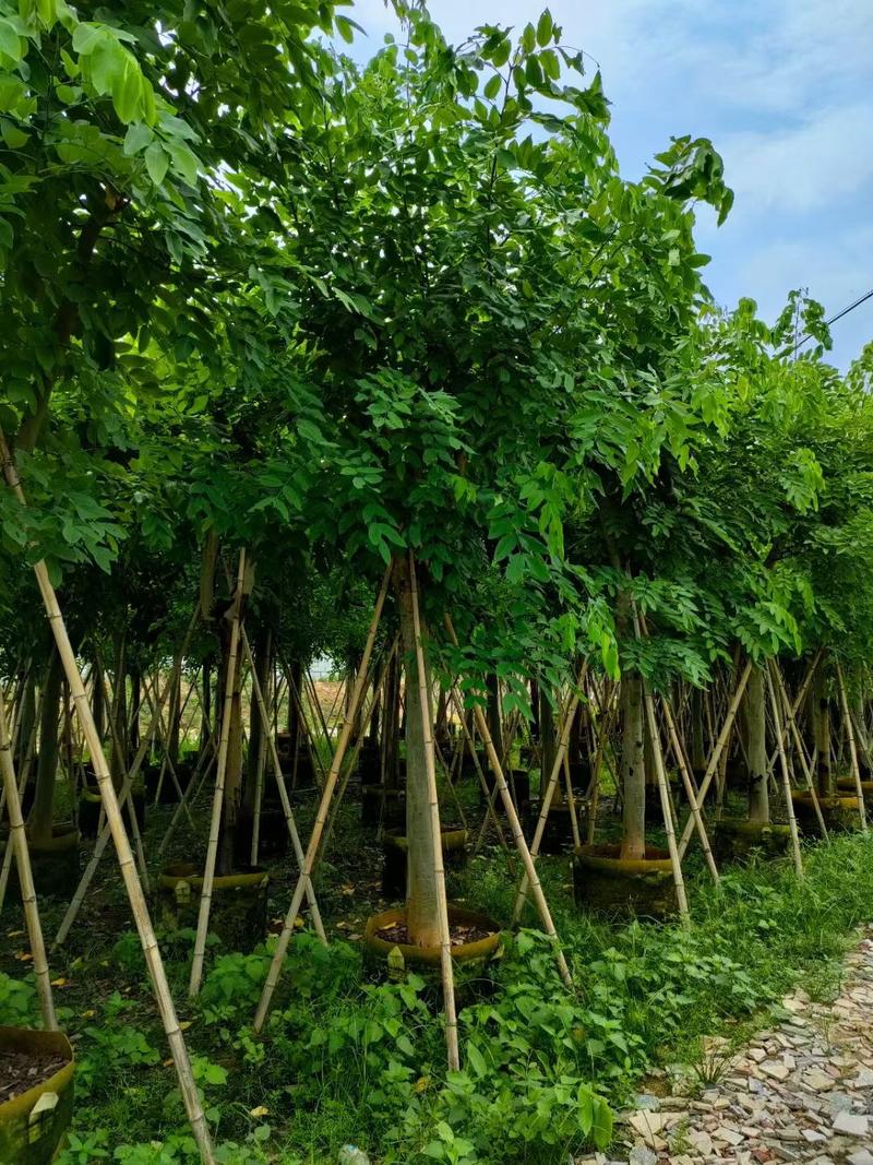 福建省漳州市供应绿化庭院设计，富贵榕产地直销价大小规格