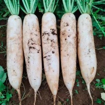 白萝卜个头大可以煮着吃煮羊肉必备品可以腌制货量充足