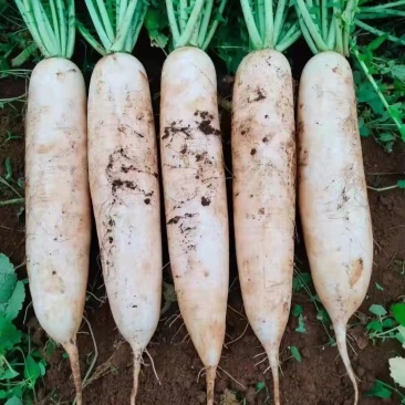 白萝卜个头大可以煮着吃煮羊肉必备品可以腌制货量充足