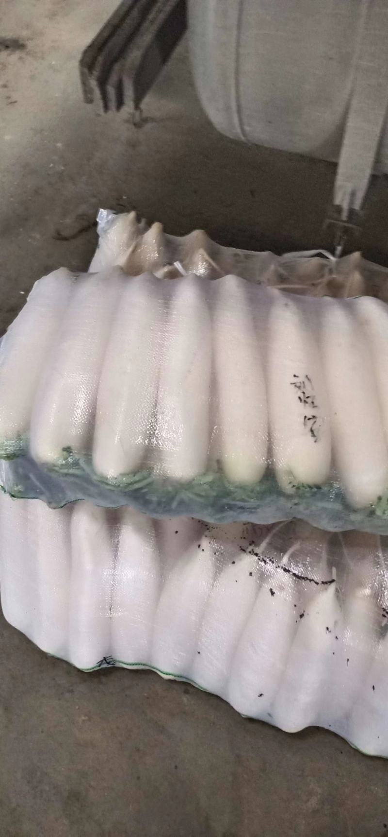 白萝卜个头大可以煮着吃煮羊肉必备品可以腌制货量充足