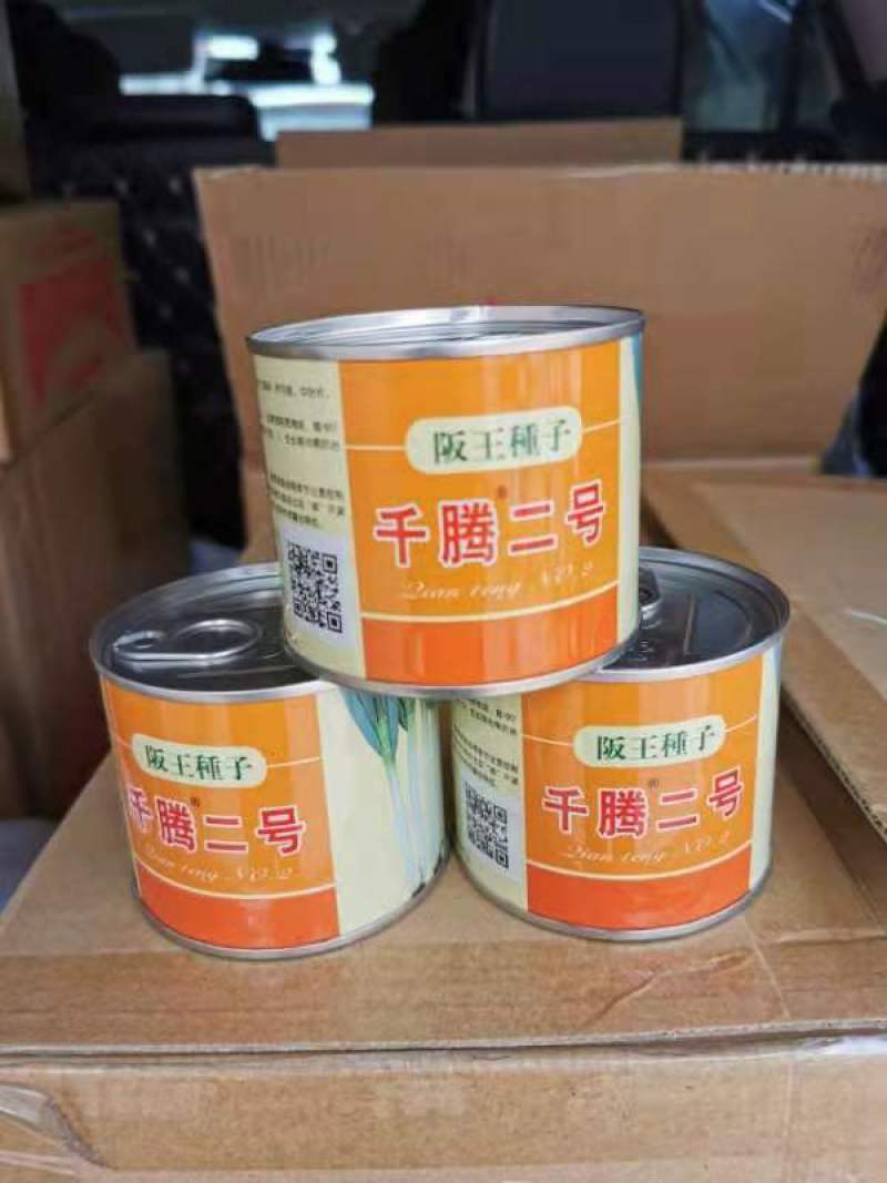 出售大葱一代二代种子！代育大葱苗，免费提供种植技术
