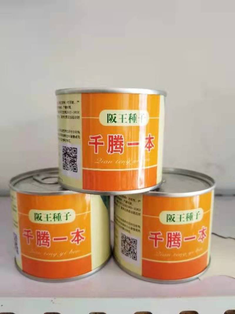 出售大葱一代二代种子！代育大葱苗，免费提供种植技术