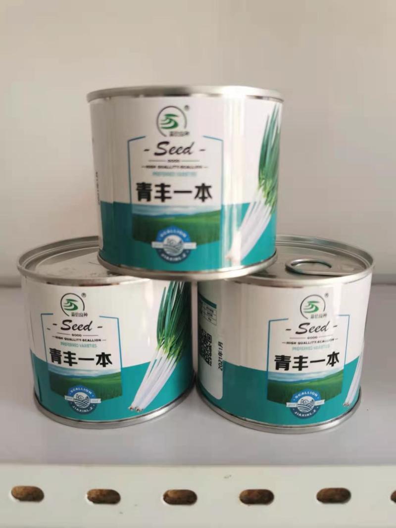 出售大葱一代二代种子！代育大葱苗，免费提供种植技术