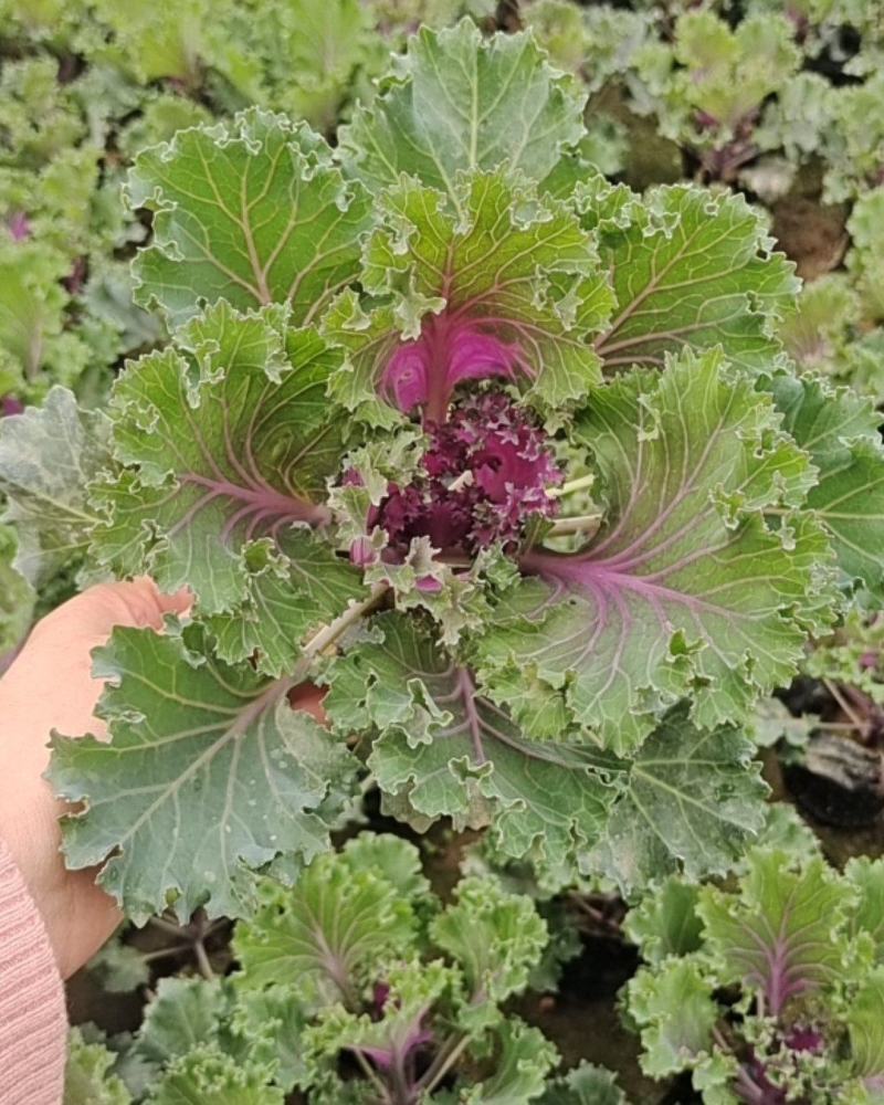 羽衣甘蓝冬季花坛、花镜重要观叶植物。观赏期长，叶色鲜艳