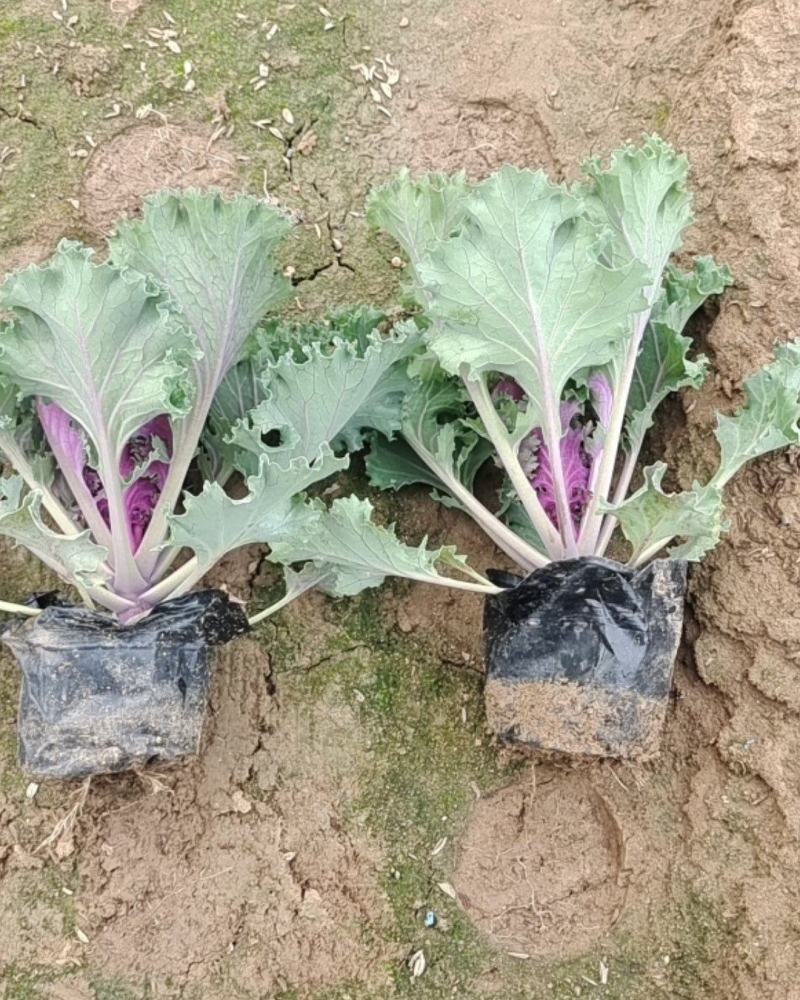 羽衣甘蓝冬季花坛、花镜重要观叶植物。观赏期长，叶色鲜艳