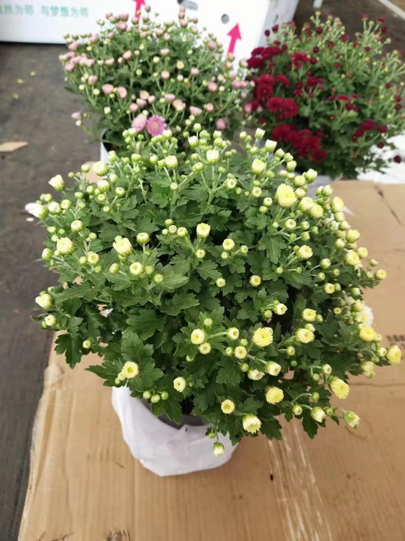 150#球菊菊花花苞多精选盆花实物实拍图发货标准如图