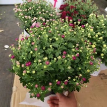 150#球菊菊花花苞多精选盆花实物实拍图发货标准如图