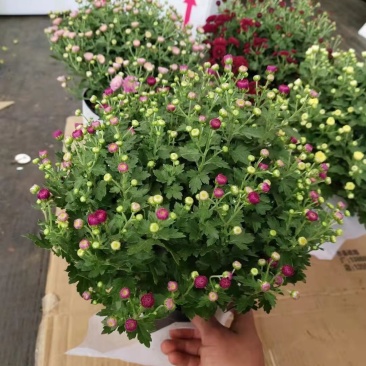 150#球菊菊花花苞多精选盆花实物实拍图发货标准如图