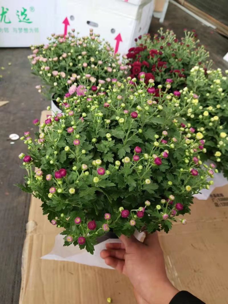 150#球菊菊花花苞多精选盆花实物实拍图发货标准如图