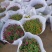 150#球菊菊花花苞多精选盆花实物实拍图发货标准如图