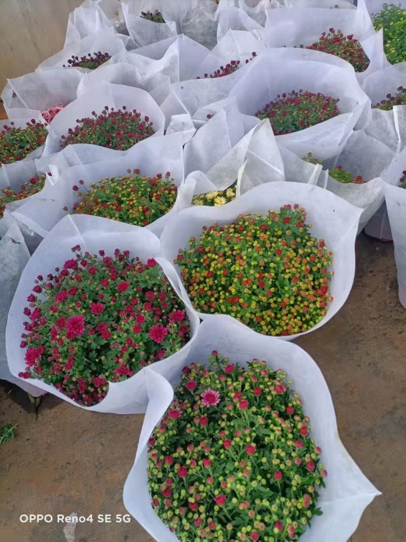 150#球菊菊花花苞多精选盆花实物实拍图发货标准如图