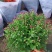 150#球菊菊花花苞多精选盆花实物实拍图发货标准如图